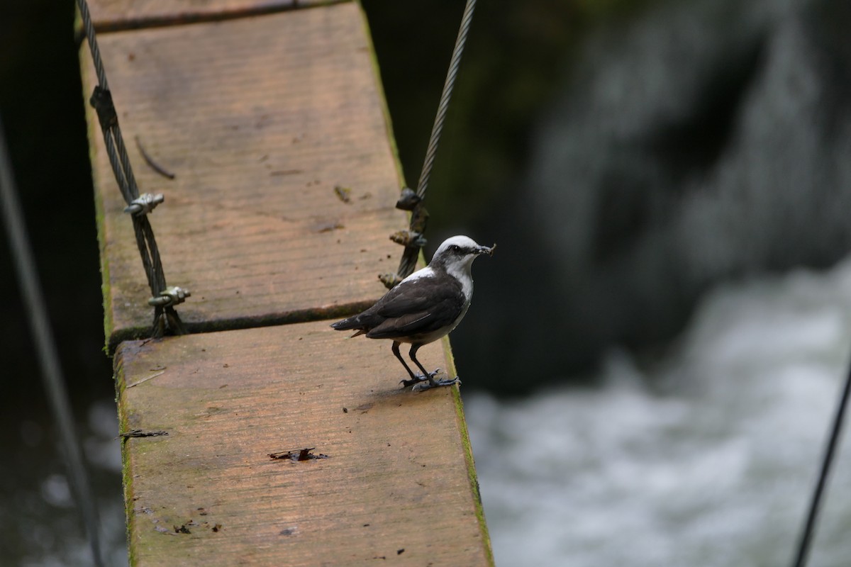 White-capped Dipper - ML638701931