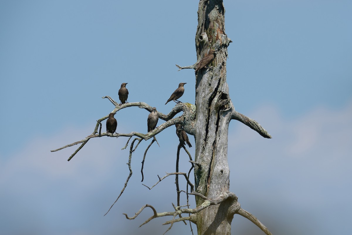 Étourneau sansonnet - ML638701941