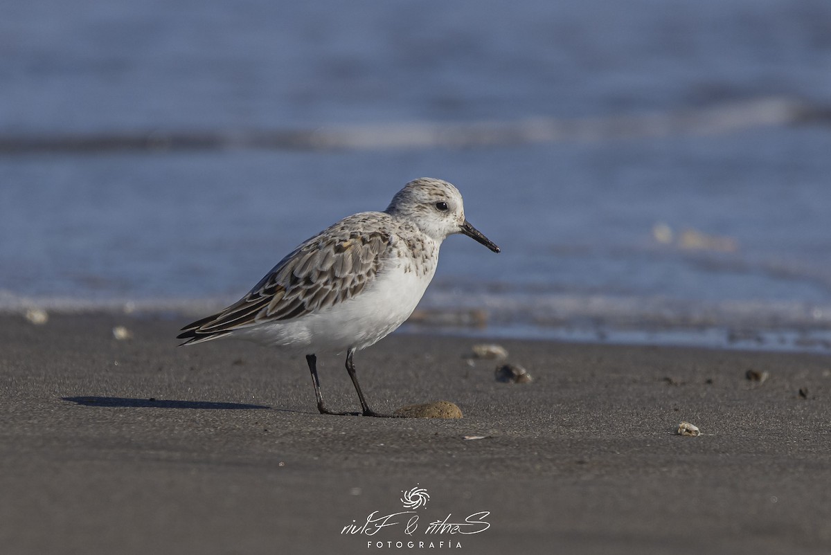 Sanderling - ML638701950