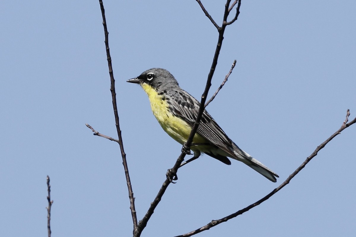 brannfeltparula - ML638701964