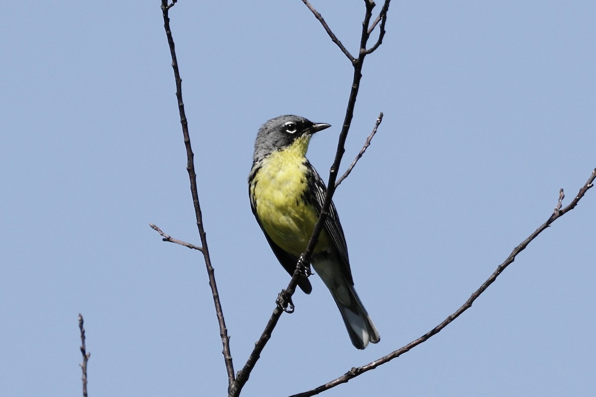 brannfeltparula - ML638701965