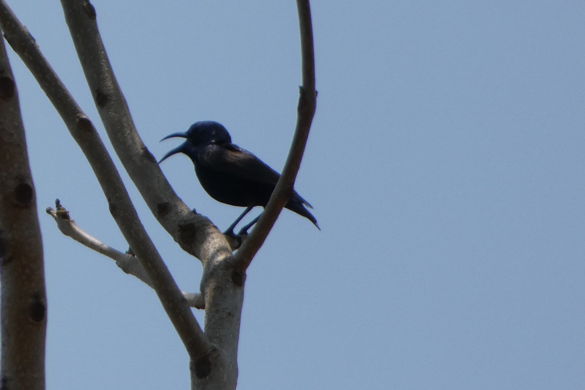Purple Sunbird - ML638702031