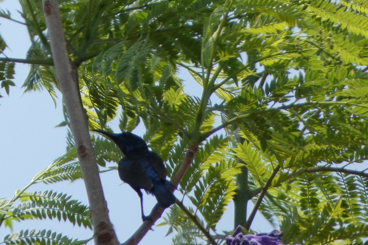 Purple Sunbird - ML638702032