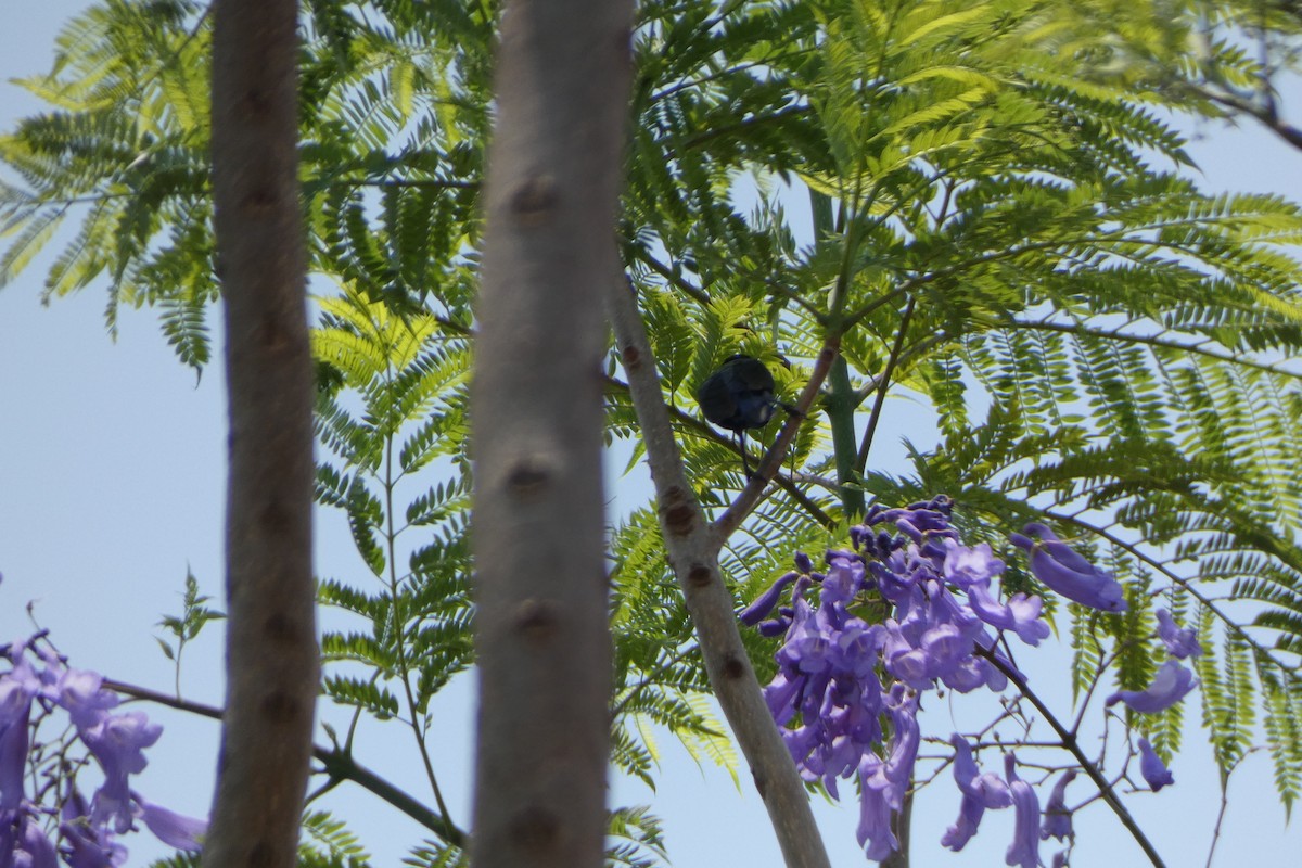 Purple Sunbird - ML638702034