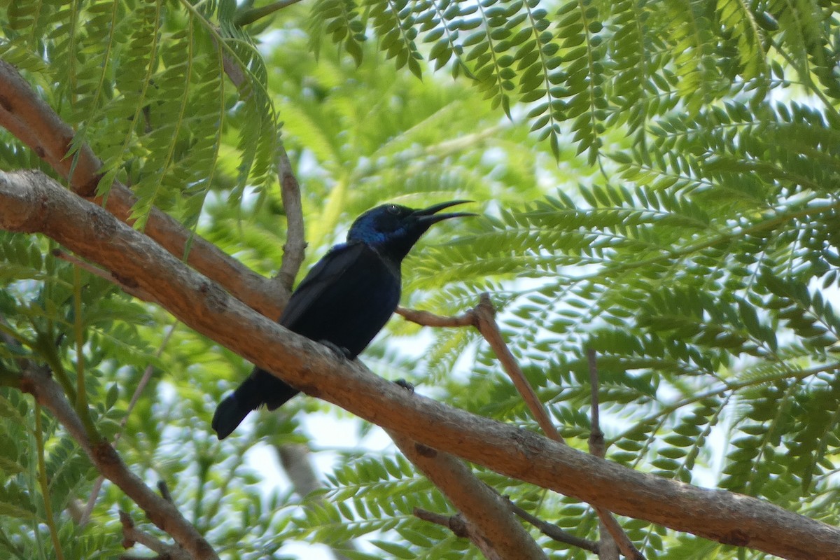 Purple Sunbird - ML638702035