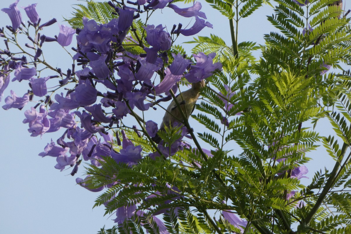 Purple Sunbird - ML638702036