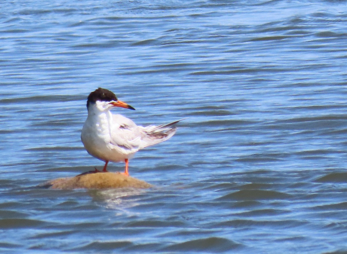 Forster's Tern - ML638702065