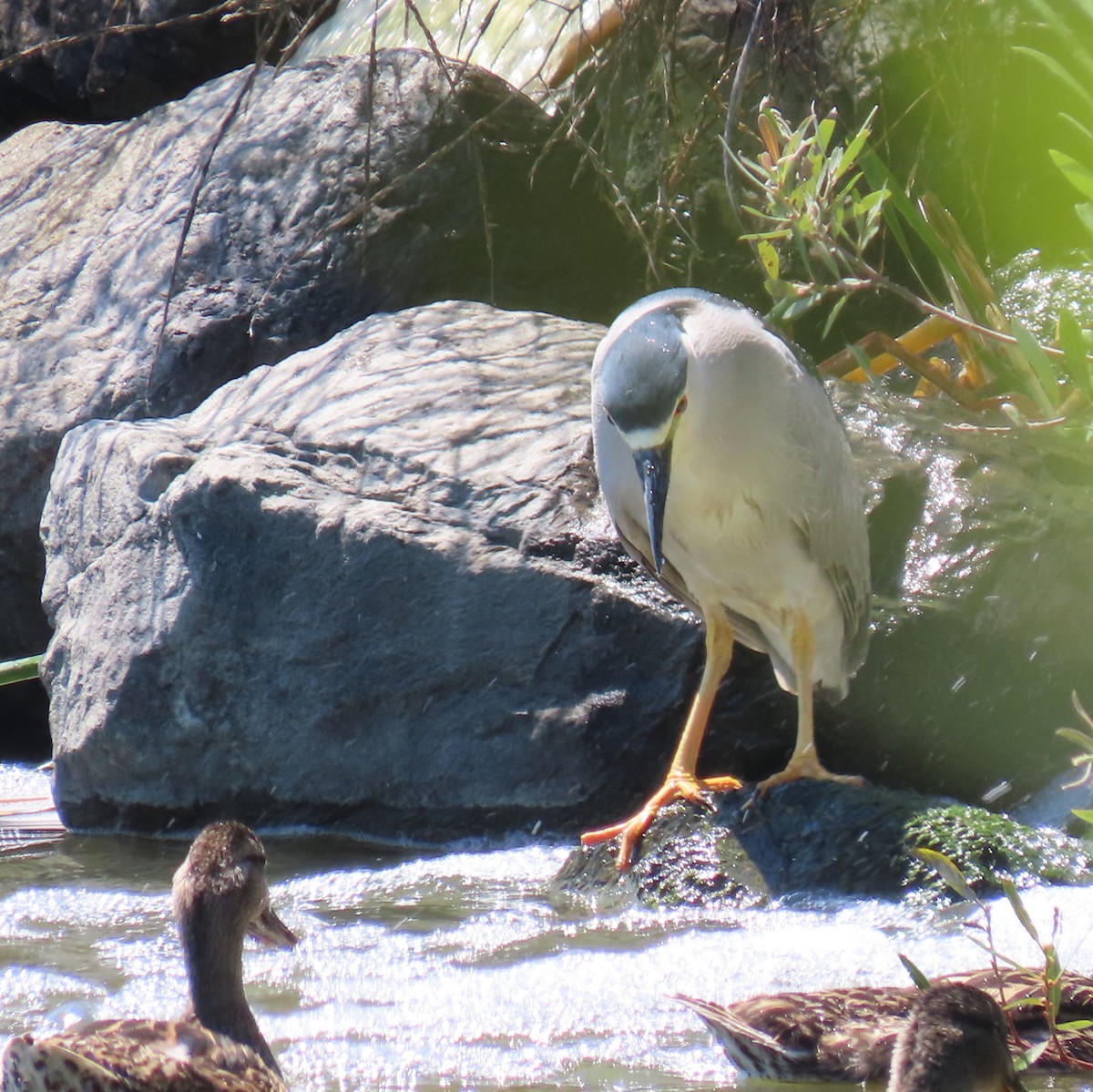 Black-crowned Night Heron - ML638702074