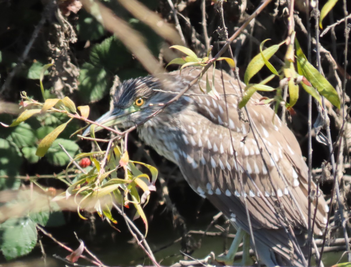 Black-crowned Night Heron - ML638702075