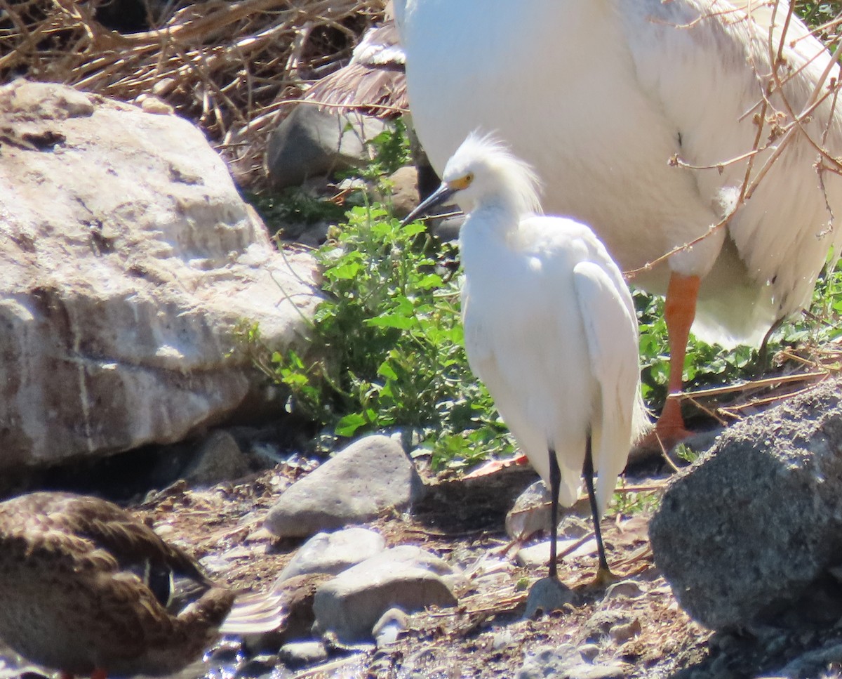 Snowy Egret - ML638702077