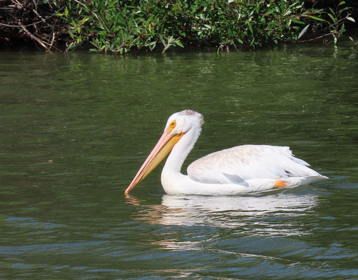 American White Pelican - ML638702081