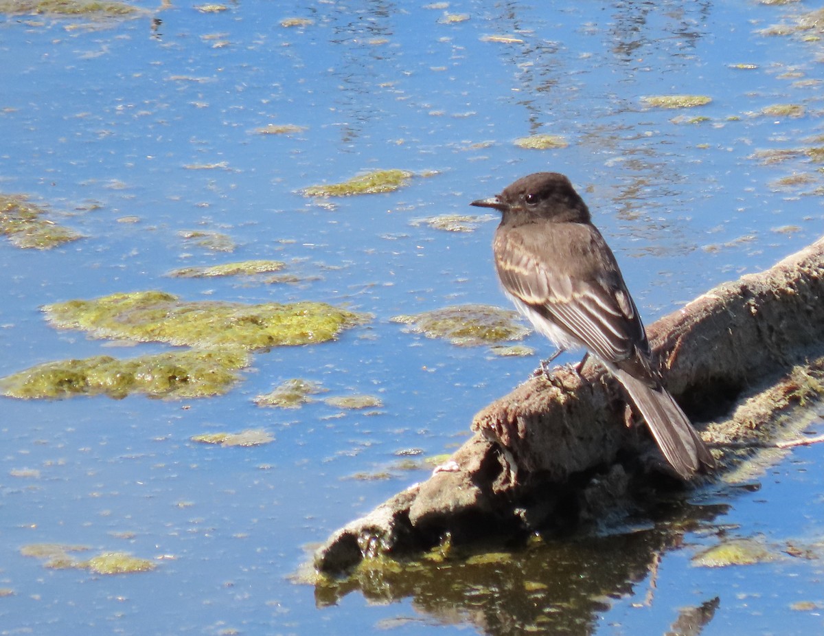 Black Phoebe - ML638702089