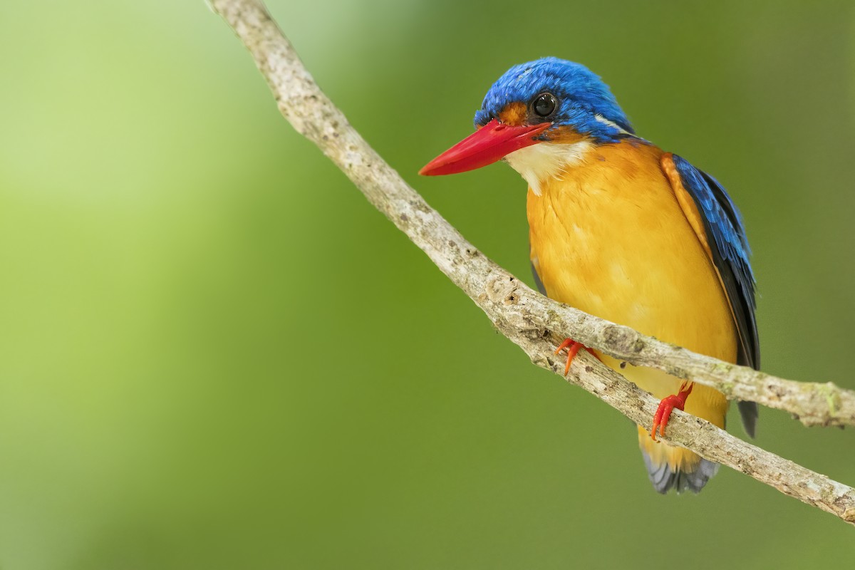 Dimorphic Dwarf-Kingfisher - ML638702105