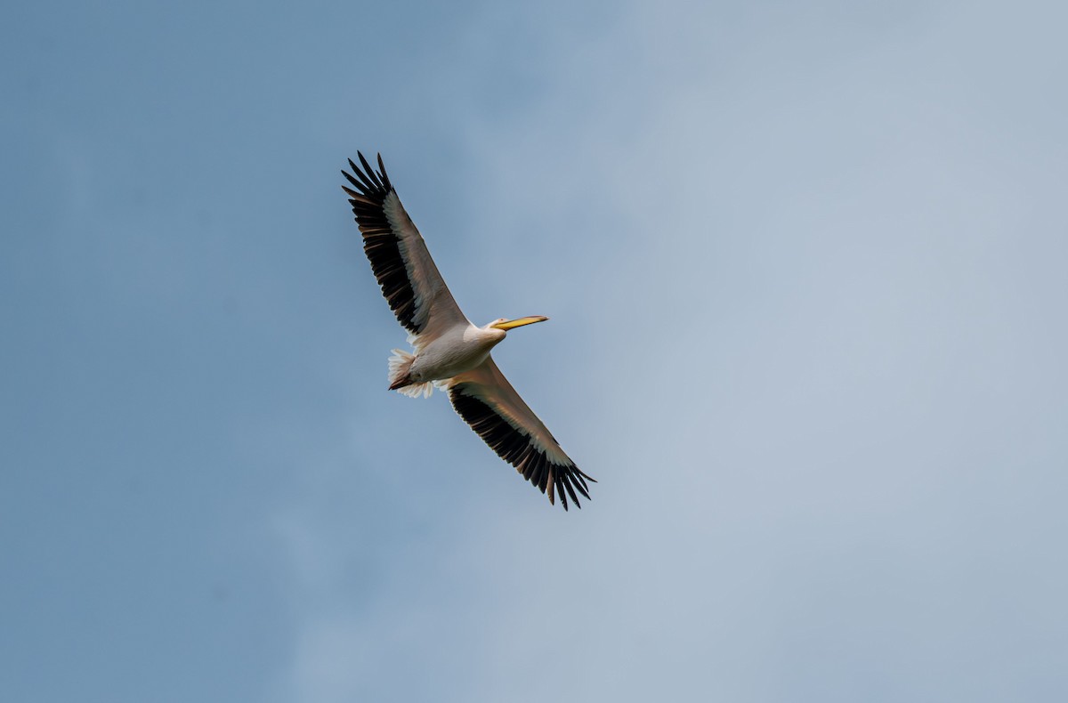 Great White Pelican - ML638702165