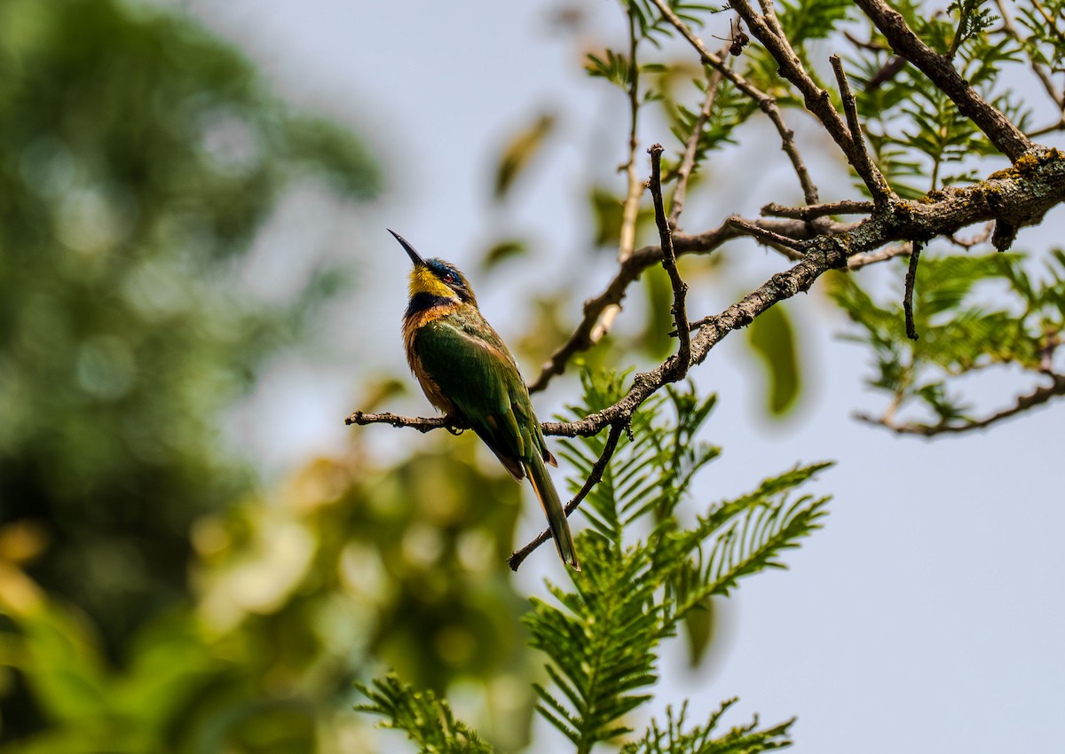 Ethiopian Bee-eater - ML638702182