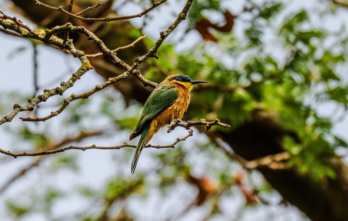 Ethiopian Bee-eater - ML638702183