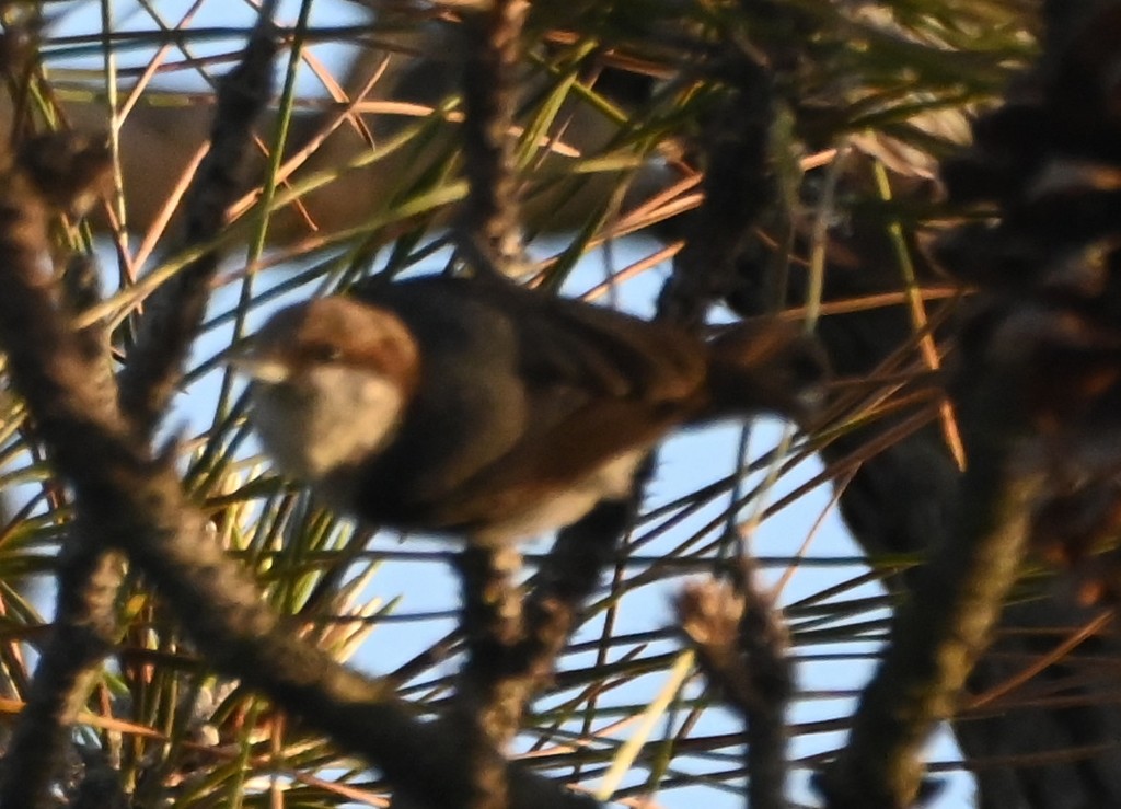 Brown-headed Nuthatch - ML638702214