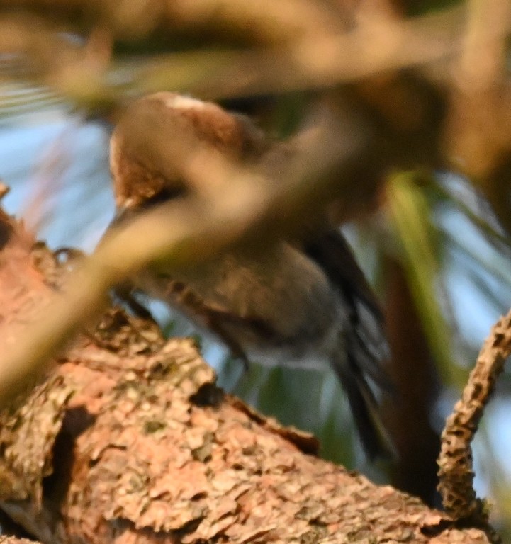 Brown-headed Nuthatch - ML638702215