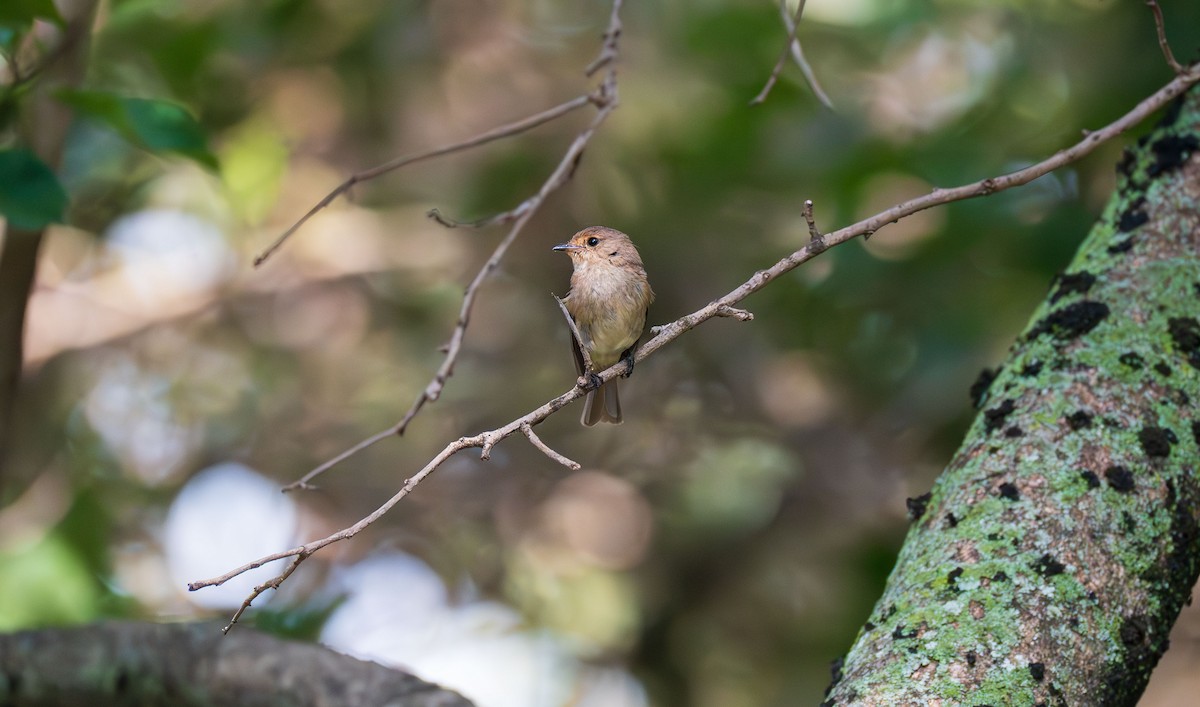 African Dusky Flycatcher - ML638702244