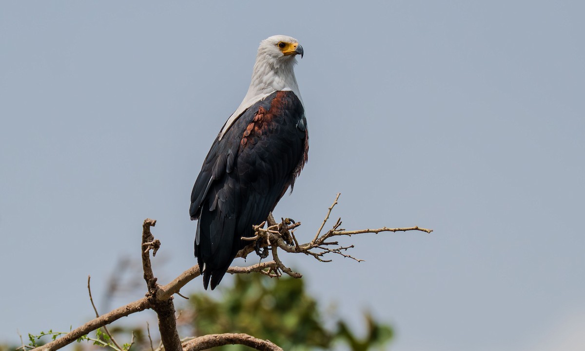 African Fish-Eagle - ML638702269