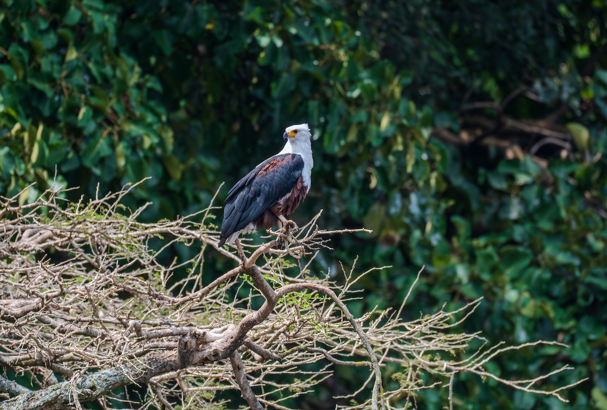 African Fish-Eagle - ML638702270