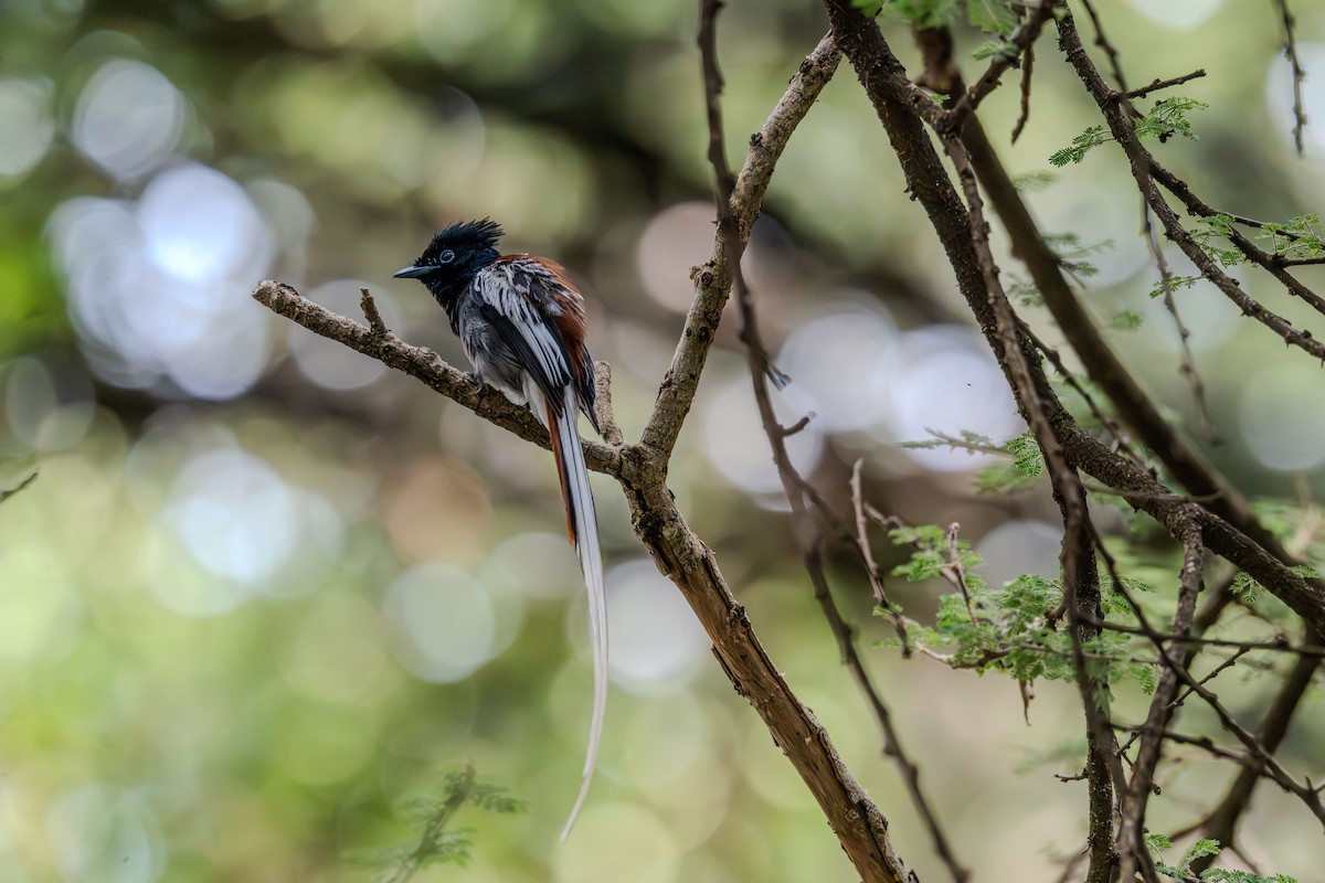 African Paradise-Flycatcher - ML638702298