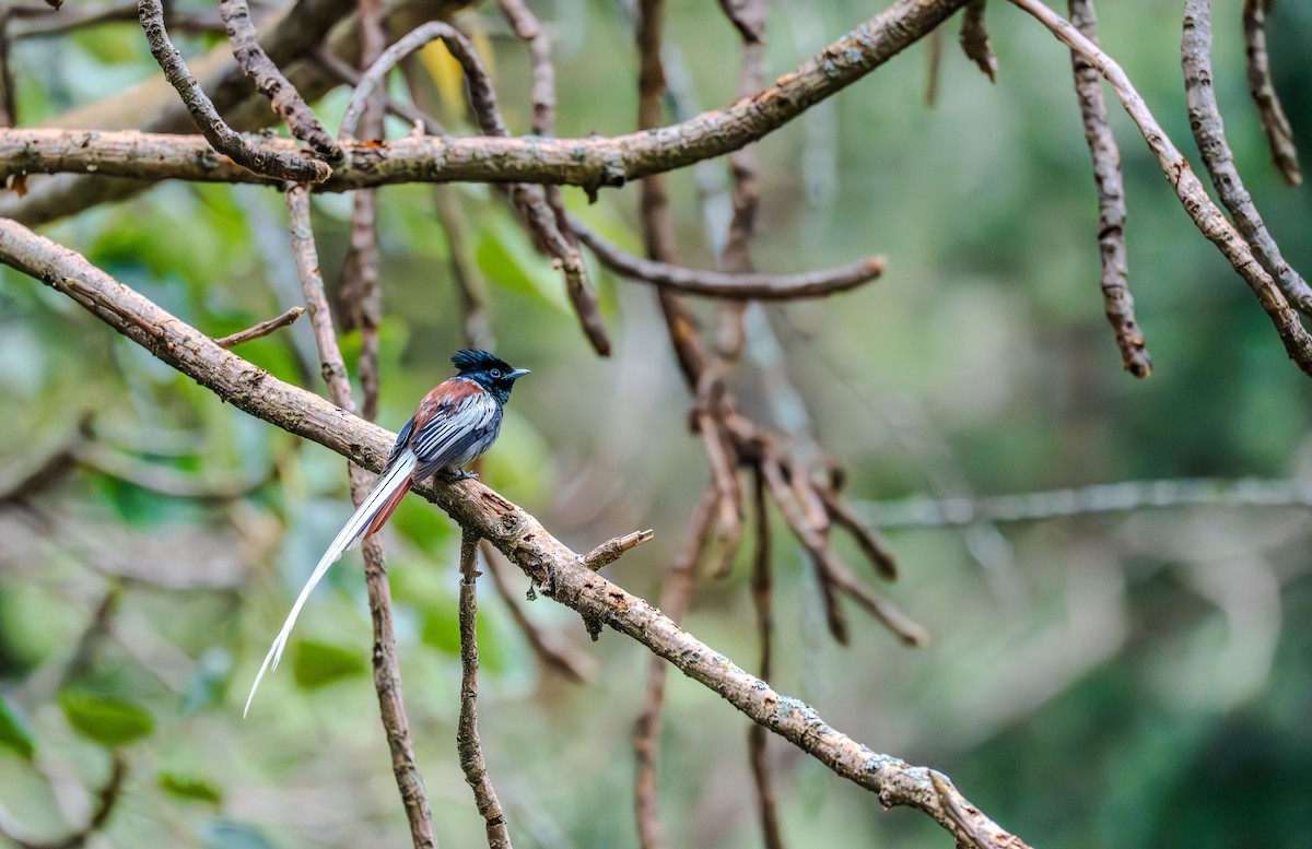 African Paradise-Flycatcher - ML638702299