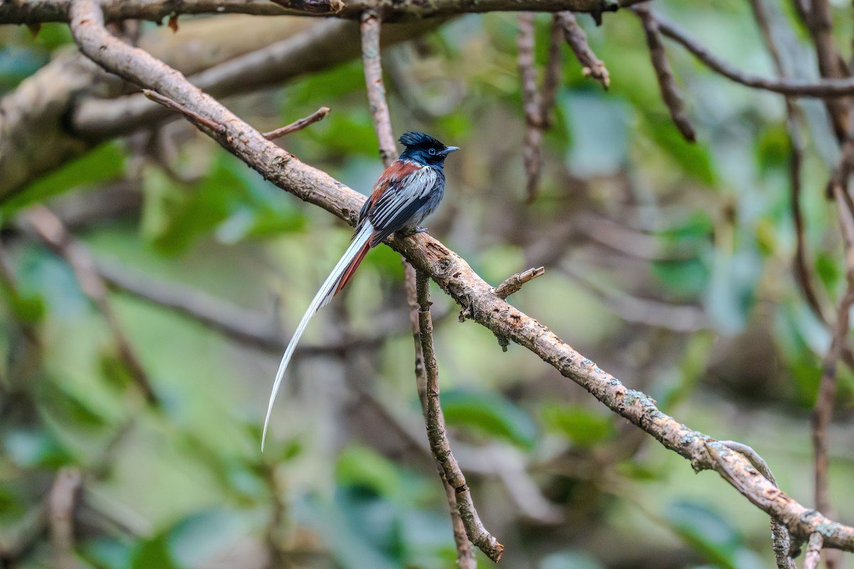 African Paradise-Flycatcher - ML638702300