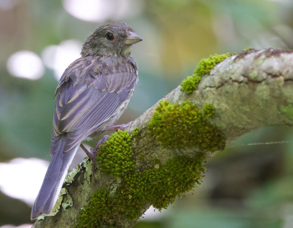 Dark-eyed Junco (Slate-colored) - ML638702308