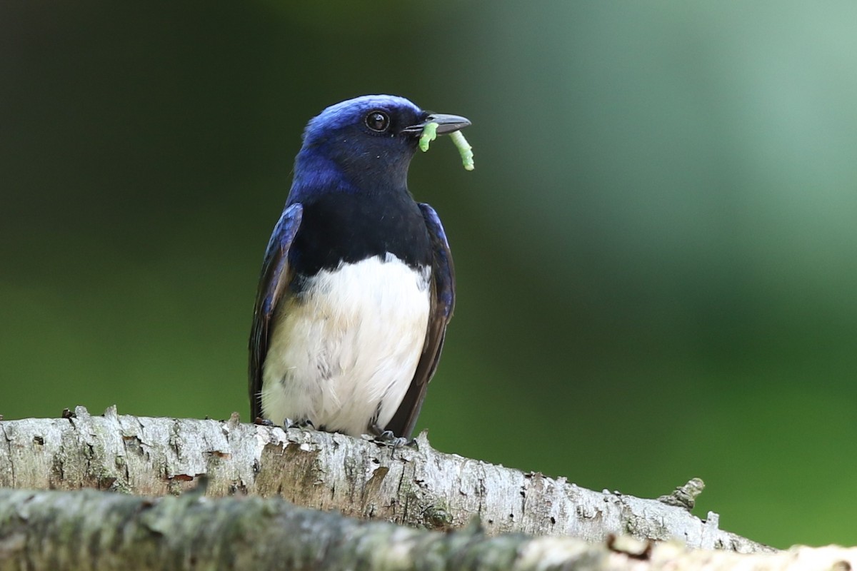 Blue-and-white Flycatcher - ML638702333
