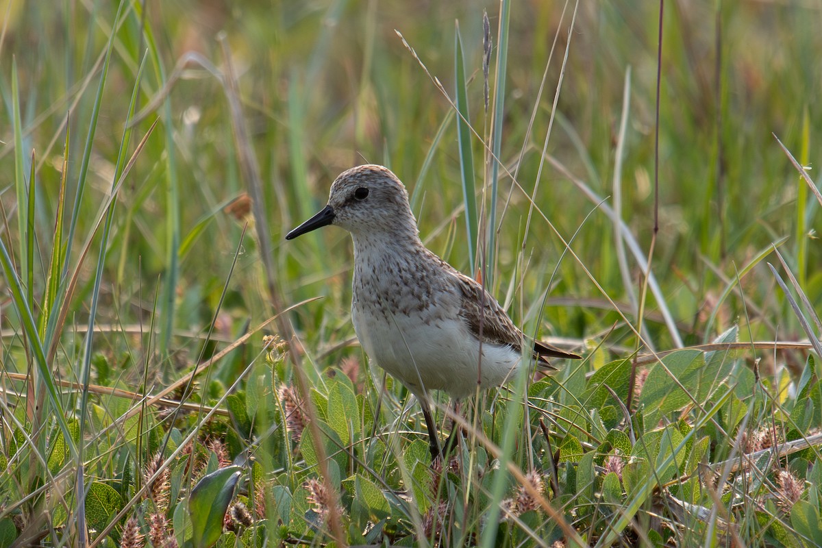 Semipalmated Sandpiper - ML638702373