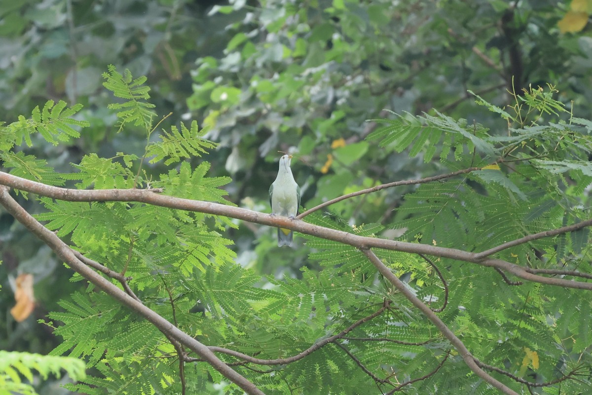 Gray-green Fruit-Dove - ML638702402