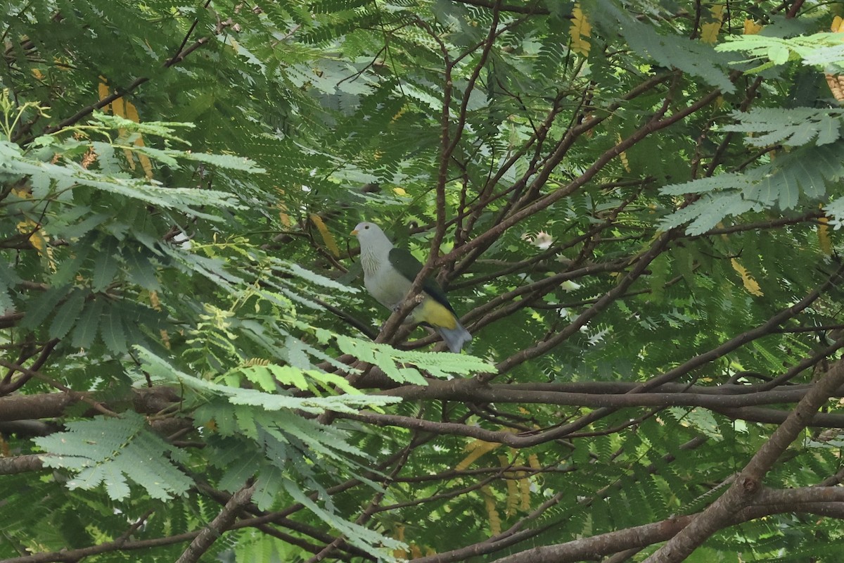 Gray-green Fruit-Dove - ML638702403