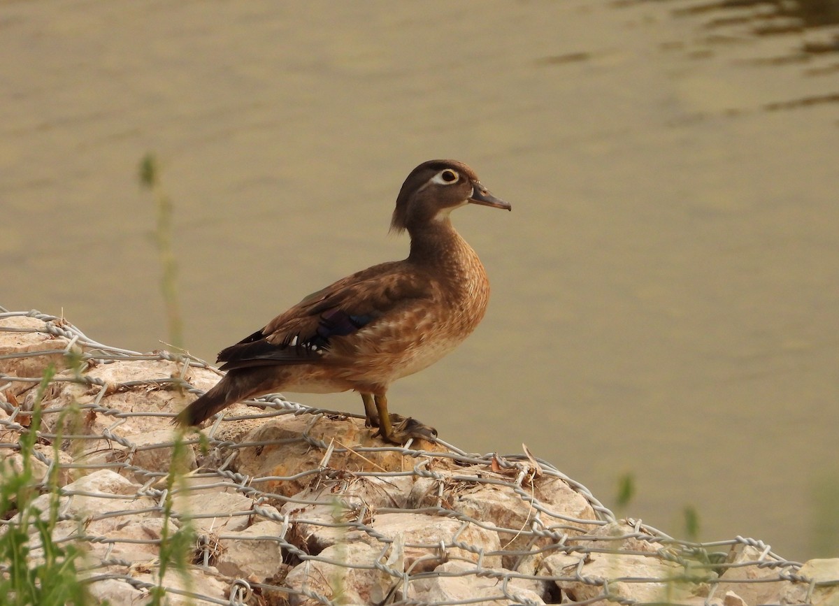 Wood Duck - ML638702452