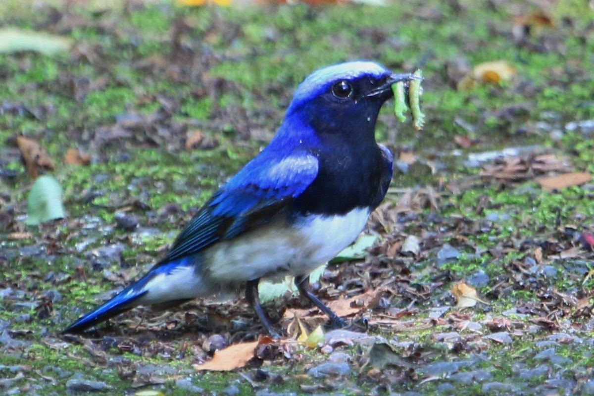 Blue-and-white Flycatcher - ML638702461