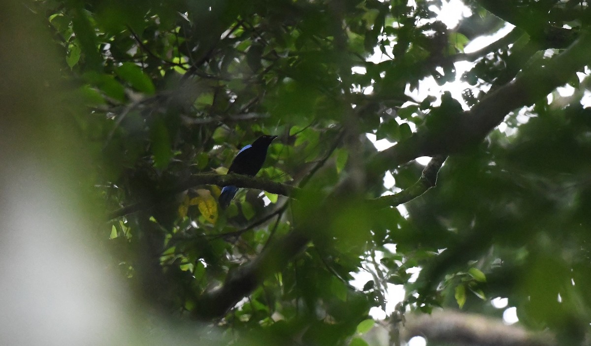 Asian Fairy-bluebird - ML638702468