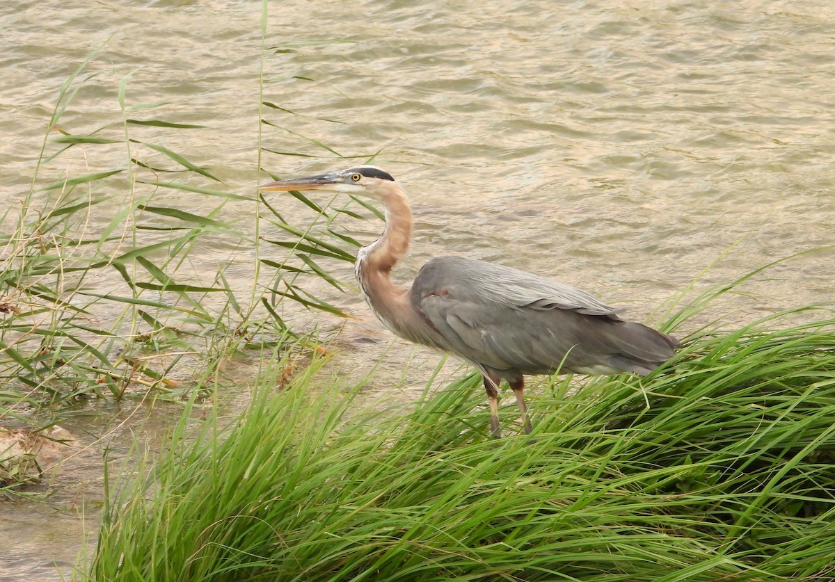 Great Blue Heron - ML638702469