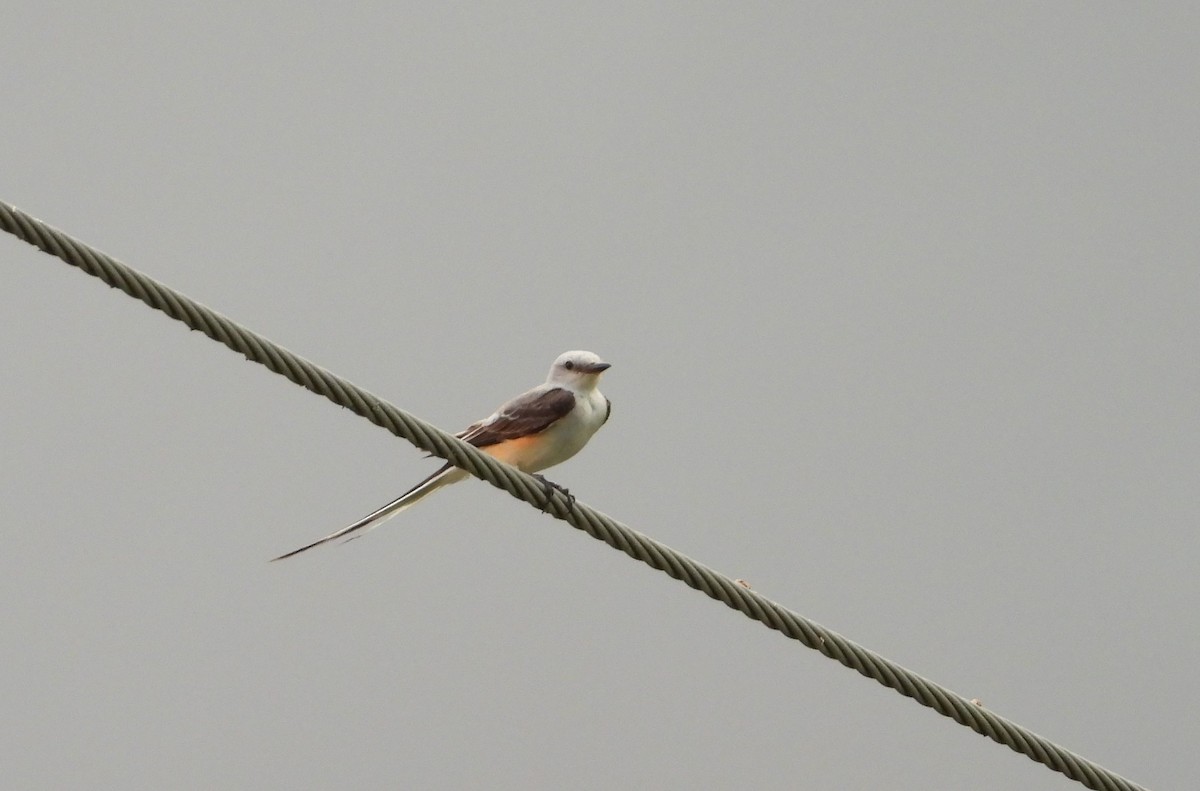 Scissor-tailed Flycatcher - ML638702493