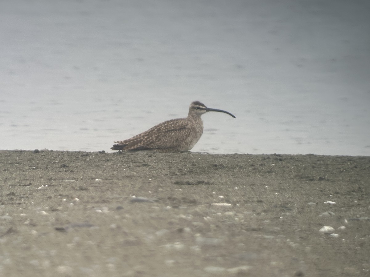koliha malá (ssp. hudsonicus) - ML638702494