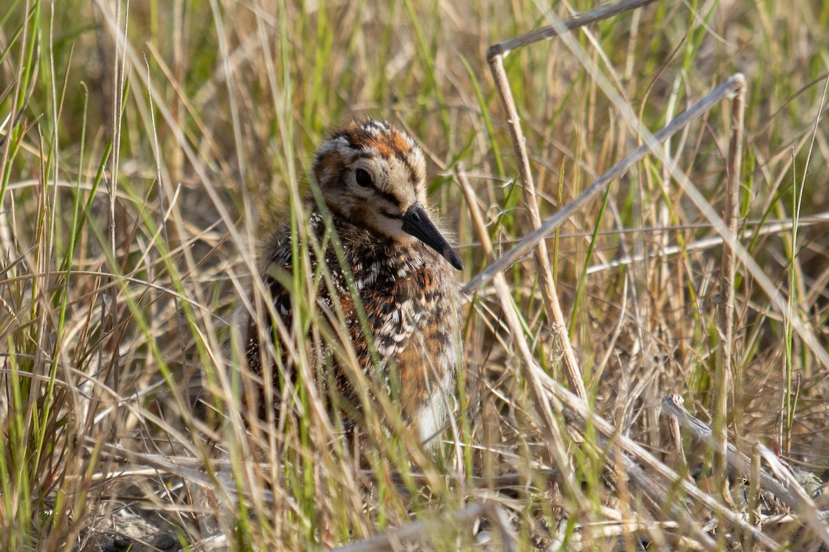 Semipalmated Sandpiper - ML638702527
