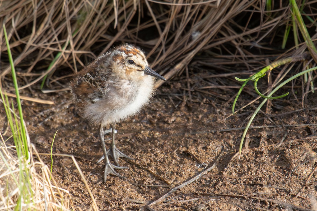 Semipalmated Sandpiper - ML638702528