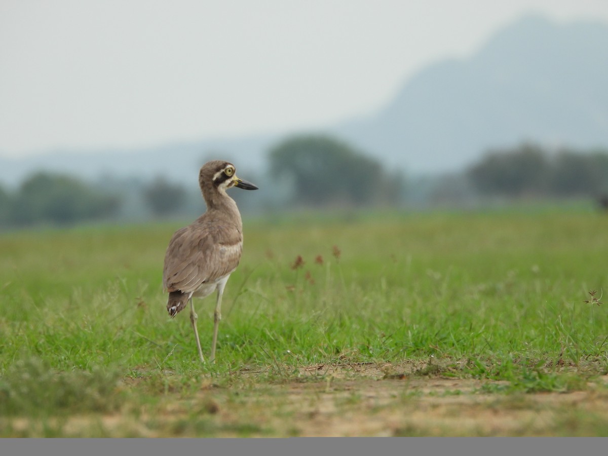 Great Thick-knee - ML638702627