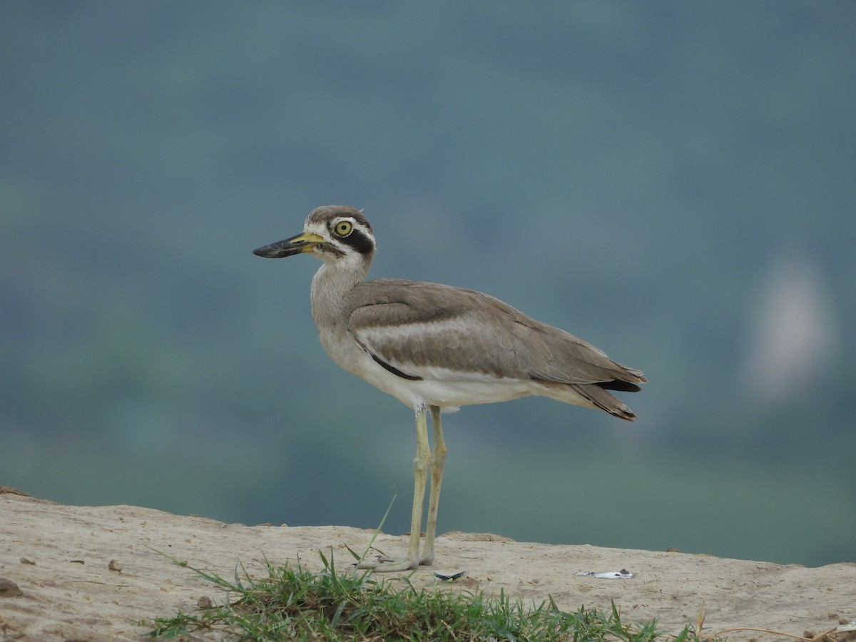 Great Thick-knee - ML638702629