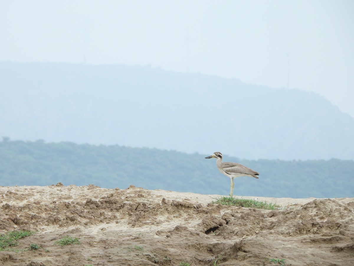 Great Thick-knee - ML638702631