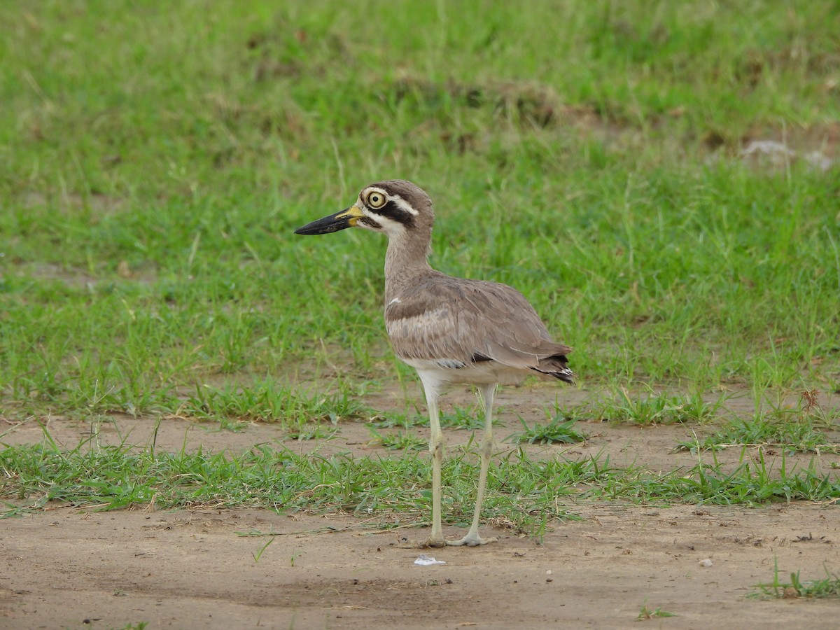 Great Thick-knee - ML638702632