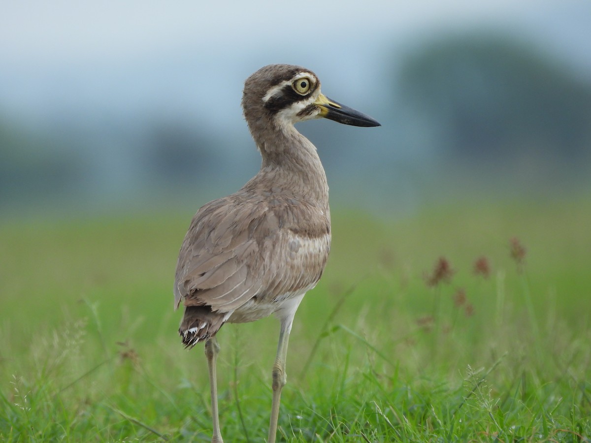 Great Thick-knee - ML638702633