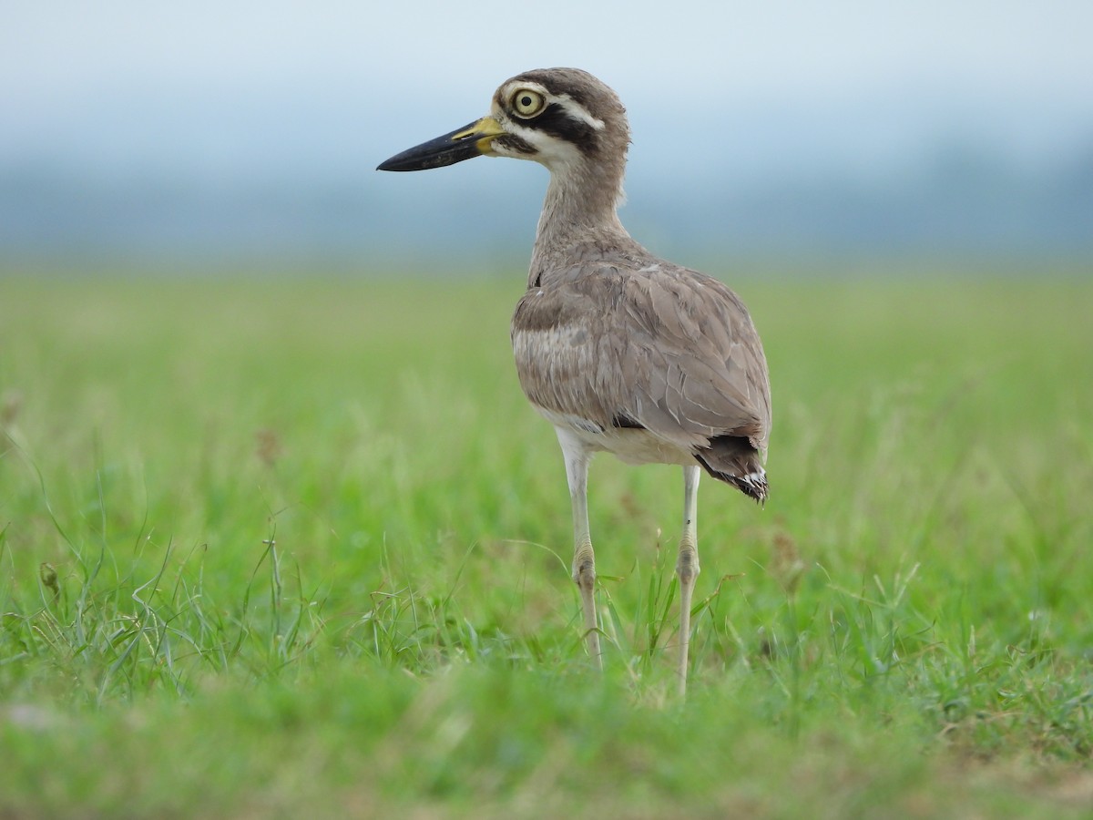Great Thick-knee - ML638702635