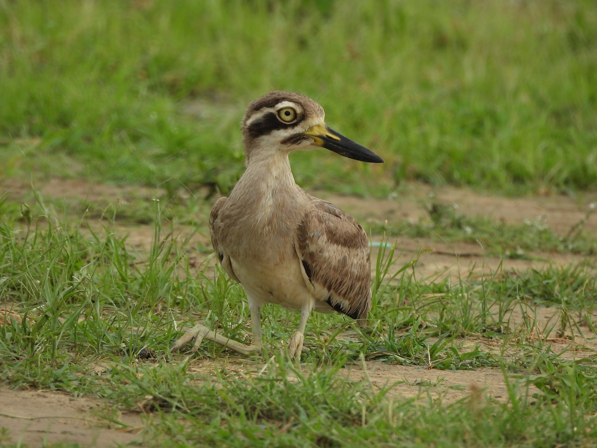 Great Thick-knee - ML638702636