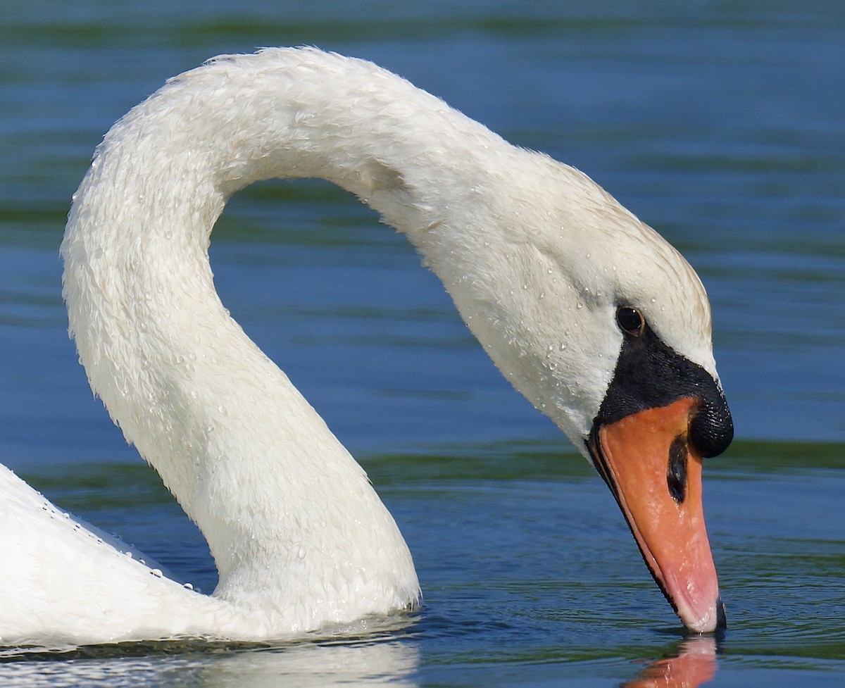 Cygne tuberculé - ML638702651