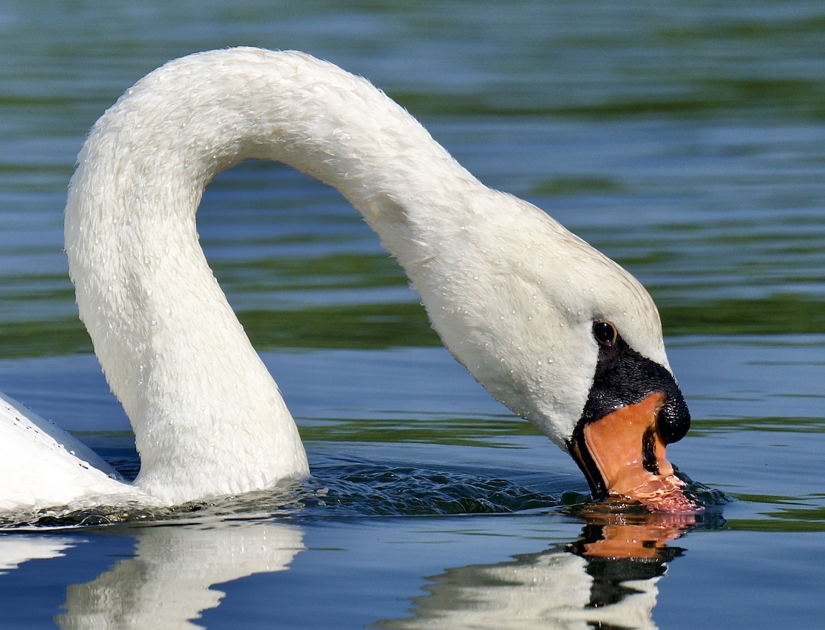 Cygne tuberculé - ML638702652